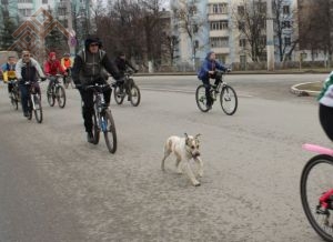 Велочупӑва ӑсатакан йытӑ