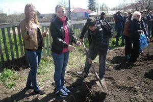 Пӑрачкаври шкул ачисем йывӑҫ лартаҫҫӗ