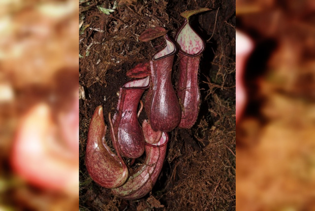 Nepenthes pudica ӳсентӑранӑн кӑкшӑмӗсем.