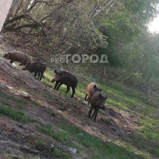 "Про Город" сайтӗнчи сӑн