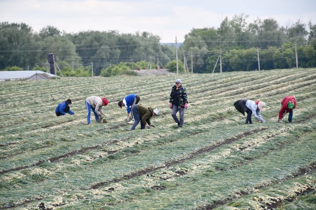 agro.cap.ru сӑнӳкерчӗкӗ