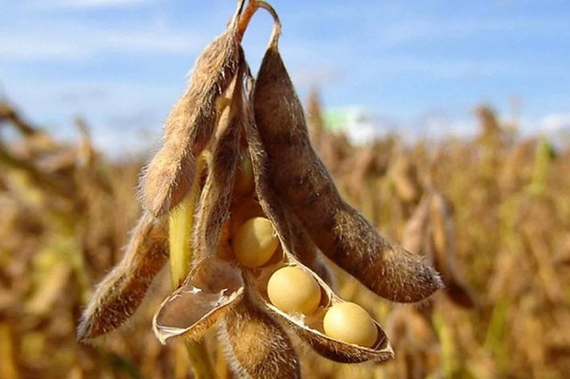 agro.cap.ru сӑнӳкерчӗкӗ